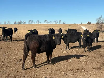 cattle listing photo