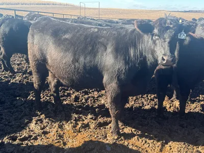 cattle listing photo