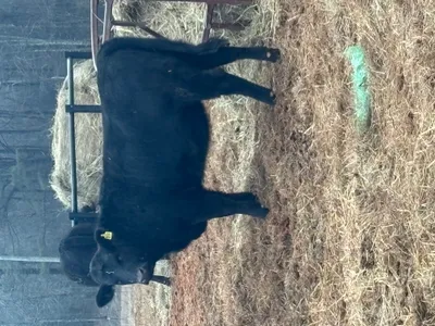 cattle listing photo