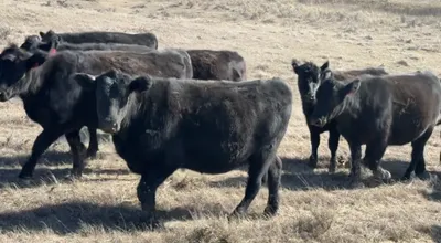 cattle listing photo