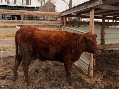 cattle listing photo