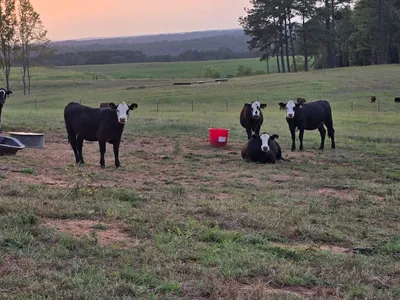 cattle listing photo