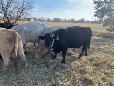 cattle listing photo