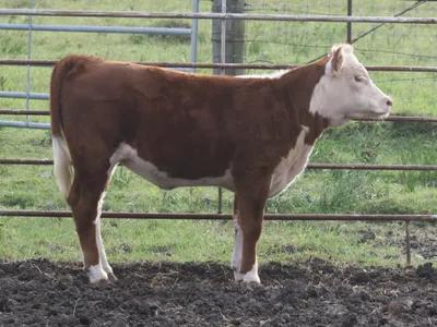 cattle listing photo