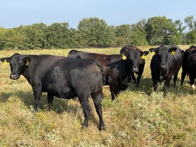 cattle listing photo