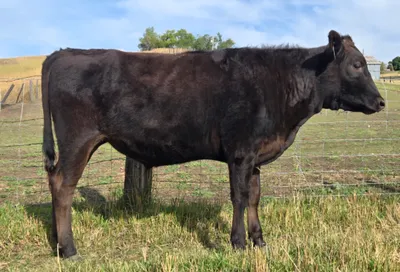 cattle listing photo