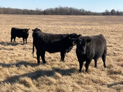 cattle listing photo