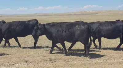 cattle listing photo