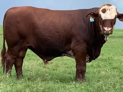 cattle listing photo