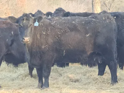 cattle listing photo