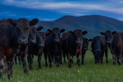 cattle listing photo