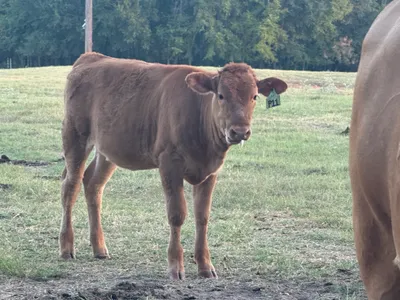 cattle listing photo