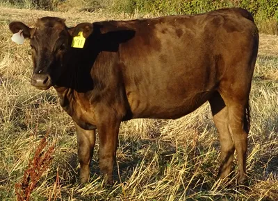 cattle listing photo
