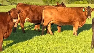 cattle listing photo