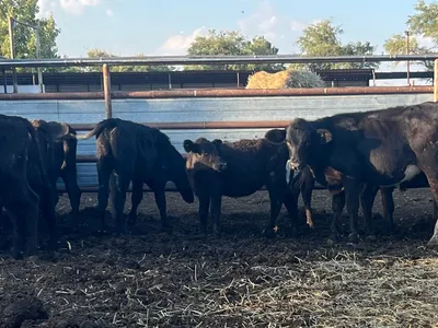 cattle listing photo