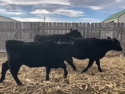 cattle listing photo