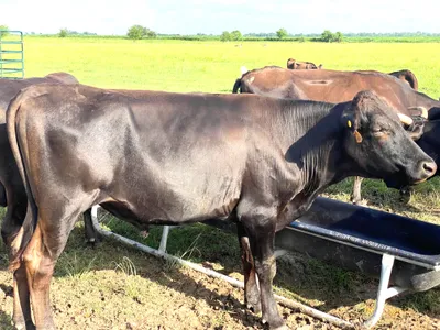 cattle listing photo