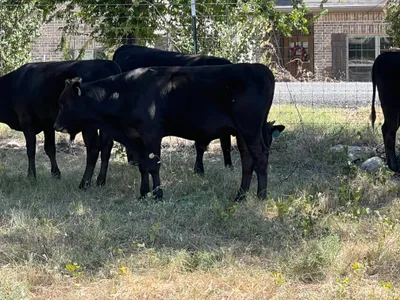 cattle listing photo