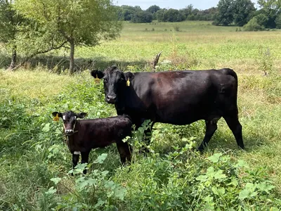 cattle listing photo