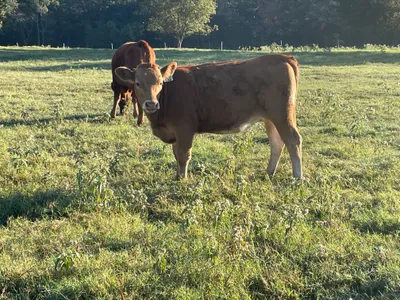 cattle listing photo