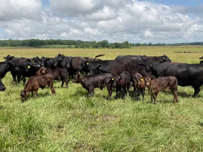 cattle listing photo
