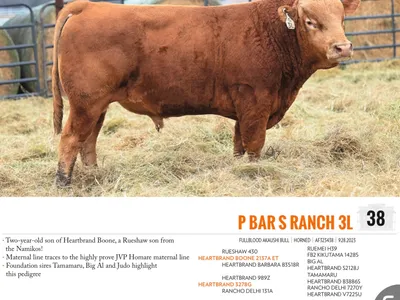 cattle listing photo