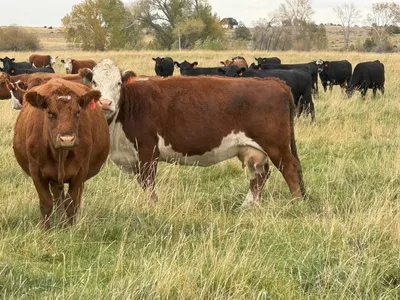 cattle listing photo
