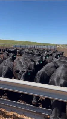 cattle listing photo