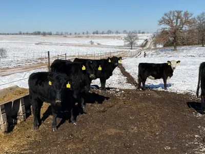 cattle listing photo