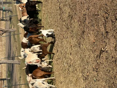 cattle listing photo