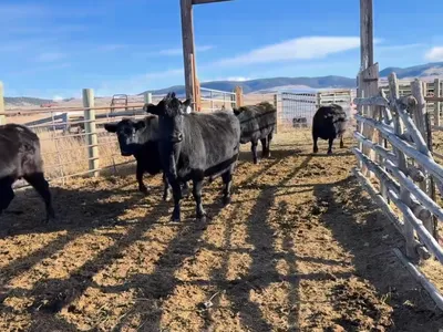 cattle listing photo