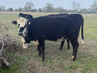 cattle listing photo