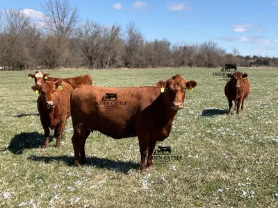 cattle listing photo