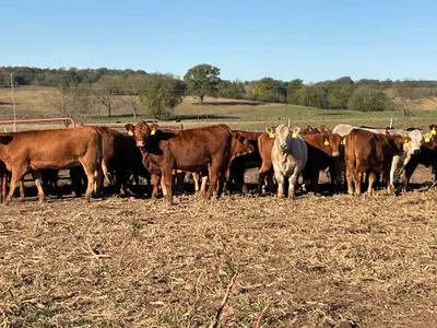 cattle listing photo