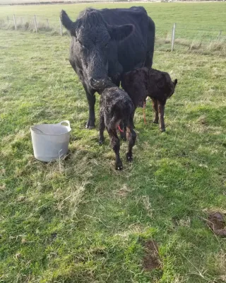 cattle listing photo