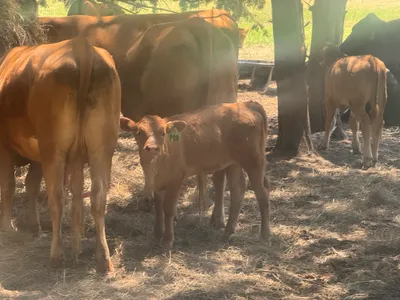 cattle listing photo