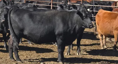 cattle listing photo