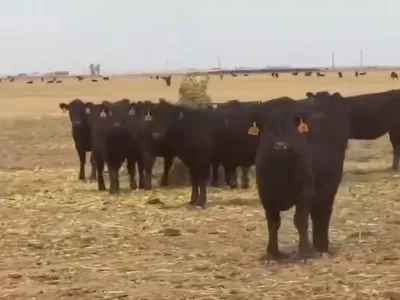 cattle listing photo