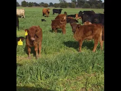 cattle listing photo