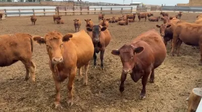 cattle listing photo