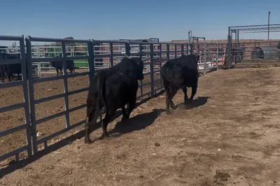 cattle listing photo