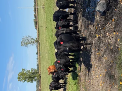 cattle listing photo