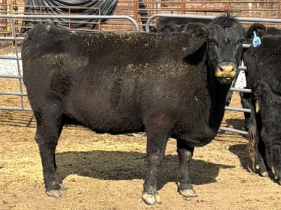 cattle listing photo