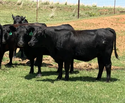 cattle listing photo