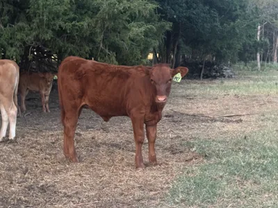 cattle listing photo