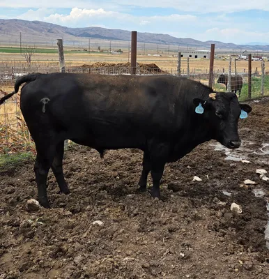 cattle listing photo