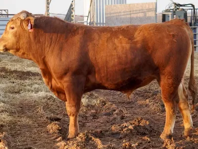 cattle listing photo