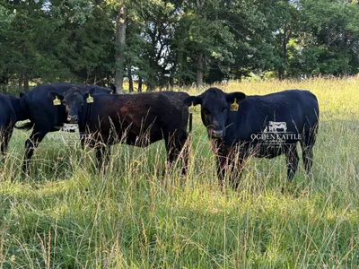 cattle listing photo