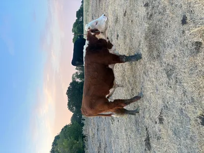 cattle listing photo
