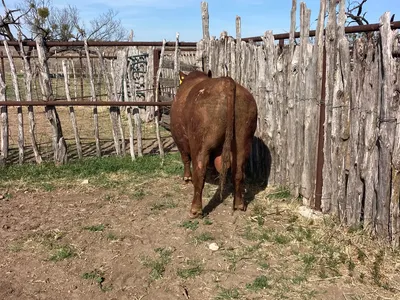cattle listing photo